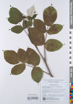 KPABG105280