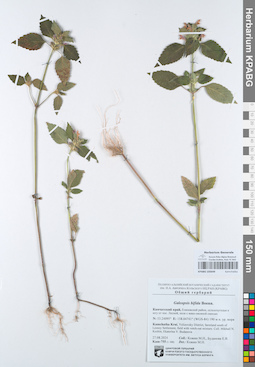 KPABG105649