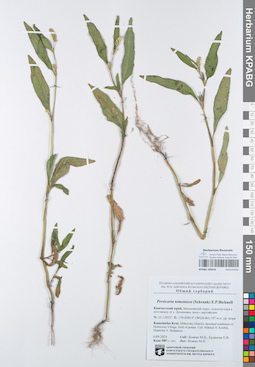 KPABG105616