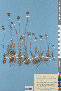 KPABG012446