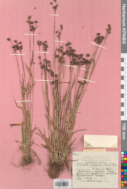 KPABG012448