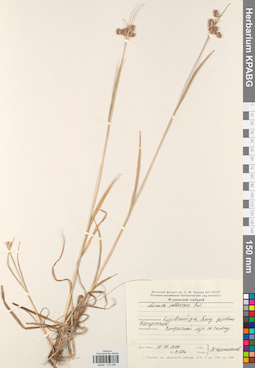 KPABG012538