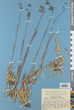 KPABG012597
