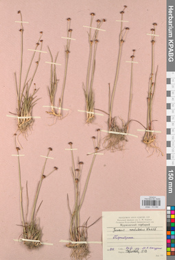KPABG012052