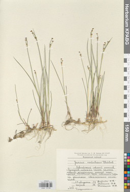 KPABG012064