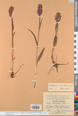 KPABG013902