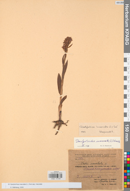 KPABG013909