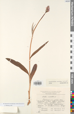 KPABG013931