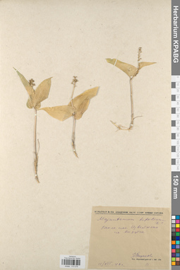 KPABG013278