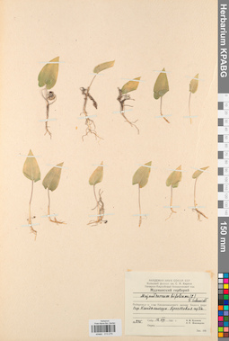 KPABG013279