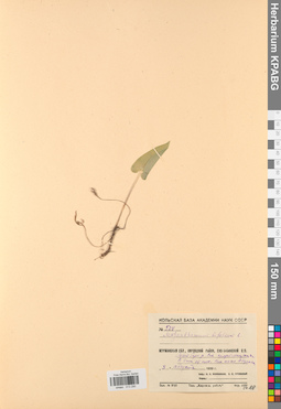 KPABG013290
