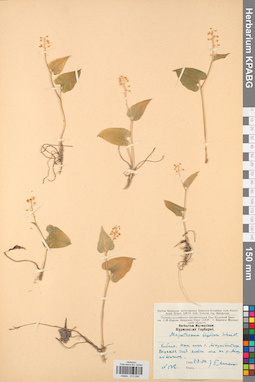 KPABG013294
