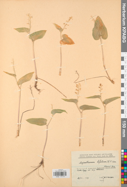 KPABG013313