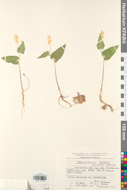 KPABG013323