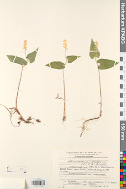 KPABG013324