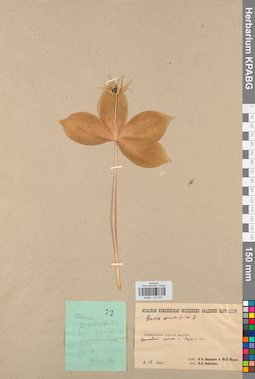 KPABG013334