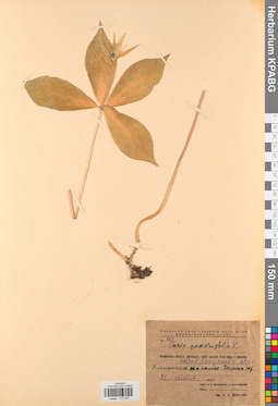 KPABG013374