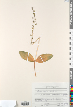 KPABG013526