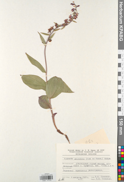 KPABG013553