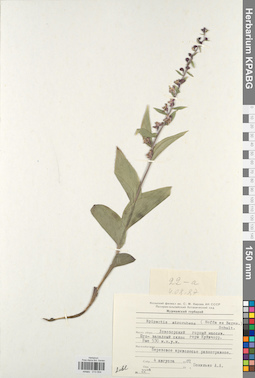 KPABG013554