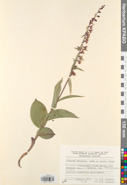 KPABG013557