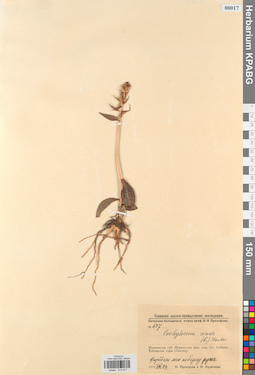 KPABG013617