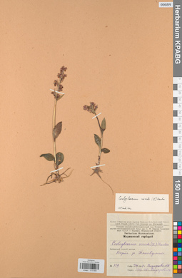 KPABG013689