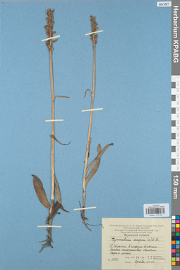 KPABG013794