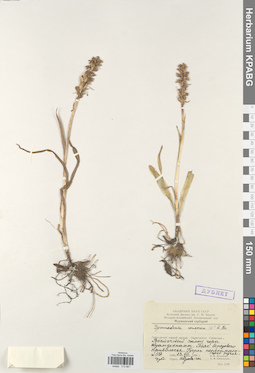 KPABG013881