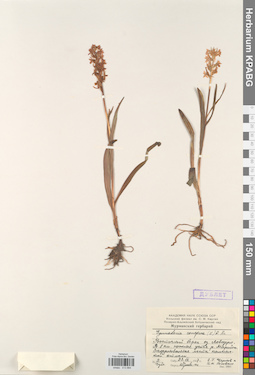 KPABG013884