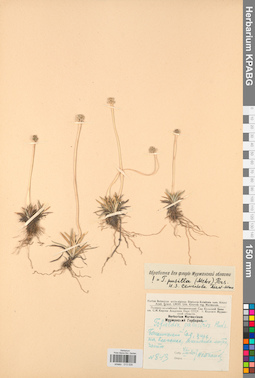 KPABG013026