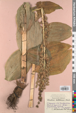 KPABG013075