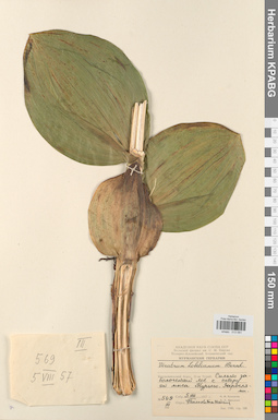 KPABG013091