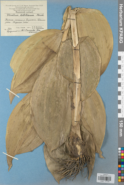KPABG013098