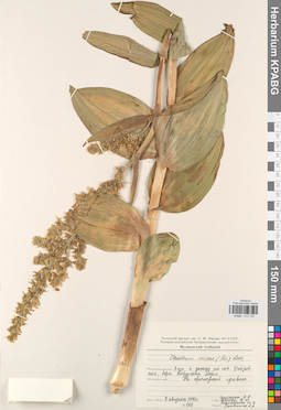 KPABG013133