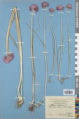 KPABG013152