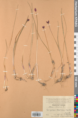 KPABG013159