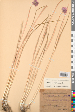 KPABG013161