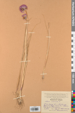 KPABG013177