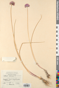 KPABG013180