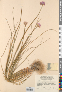 KPABG013183