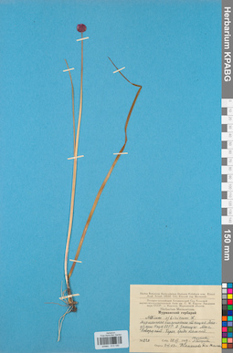 KPABG013190