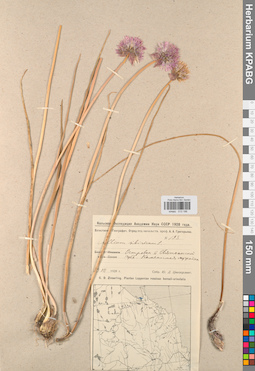 KPABG013196