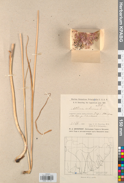 KPABG013197