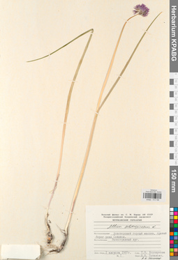 KPABG013198