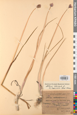 KPABG013206