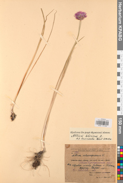 KPABG013208
