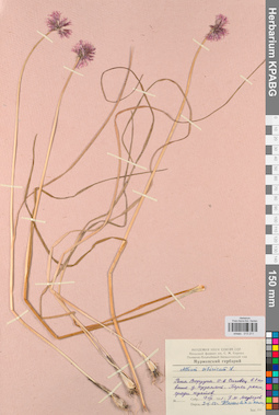 KPABG013211