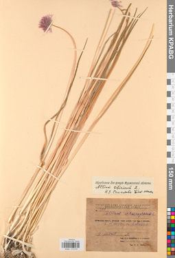 KPABG013214