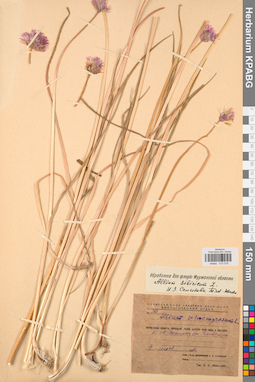 KPABG013216